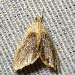 Glaphyria fulminalis