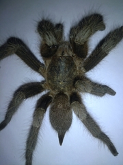 Chilobrachys