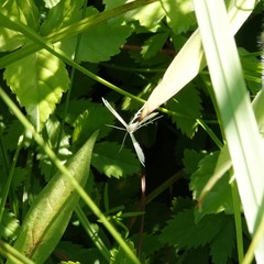 Pterophorini
