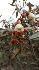 Sarcolaena oblongifolia