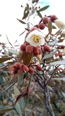 Sarcolaena oblongifolia