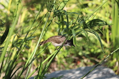 Pycnonotus