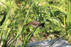 Pycnonotus