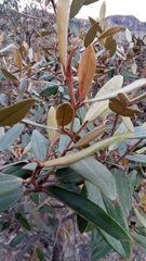 Sarcolaena oblongifolia