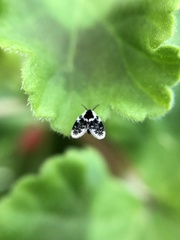 Lepiseodina conspicua