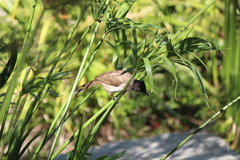 Pycnonotus