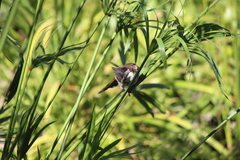 Pycnonotus