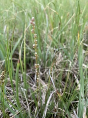 Triglochin palustris