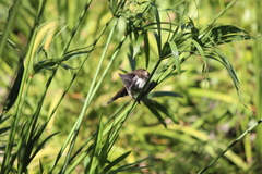 Pycnonotus