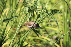 Pycnonotus