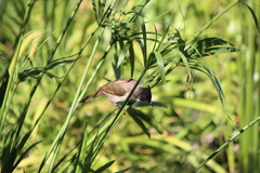 Pycnonotus