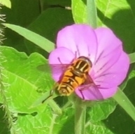 Helophilus pendulus