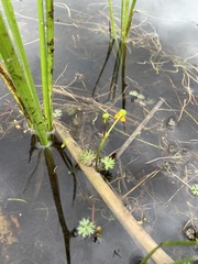 Ranunculus gmelinii