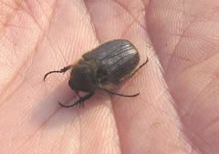 Amphimallon altaicum