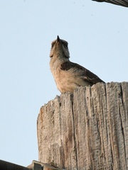 Mimus polyglottos