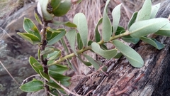 Agarista buxifolia
