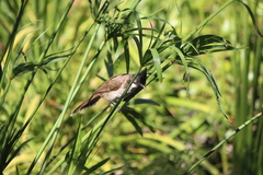 Pycnonotus