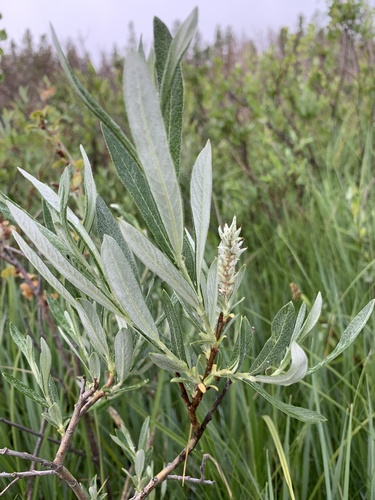 Salix candida Flüggé ex Willd.