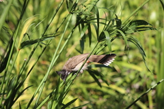 Pycnonotus