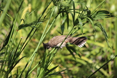 Pycnonotus