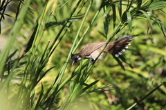 Pycnonotus