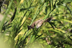 Pycnonotus