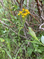 Packera pseudaurea flavula