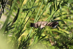 Pycnonotus