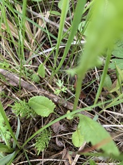 Packera pseudaurea flavula