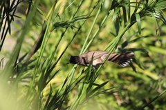 Pycnonotus