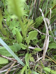 Packera pseudaurea flavula