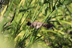 Pycnonotus