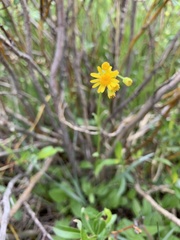 Packera pseudaurea flavula