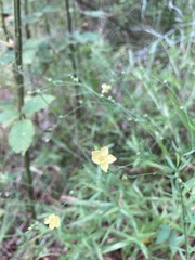 Linum medium texanum