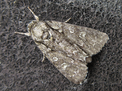 Acronicta adaucta