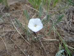 Convolvulus ammannii