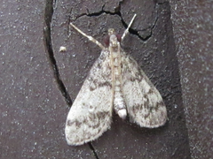 Dolicharthria bruguieralis