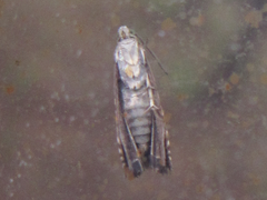 Grapholita delineana