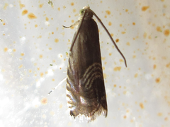 Grapholita delineana