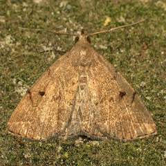 Zanclognatha protumnusalis