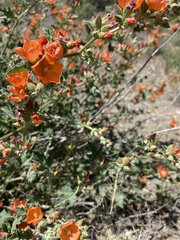 Sphaeralcea munroana