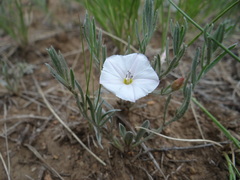 Convolvulus ammannii