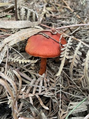 Cortinarius persplendidus
