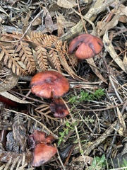 Cortinarius persplendidus