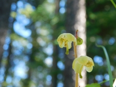 Pyrola chlorantha
