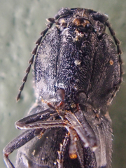 Paracardiophorus