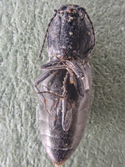 Paracardiophorus