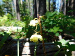 Pyrola chlorantha