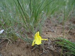 Cymbaria daurica