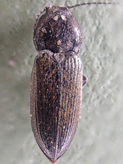 Paracardiophorus
